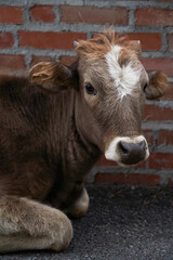 Brown cow portrait on brick wall background,