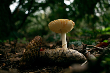 mushrooms in the forest