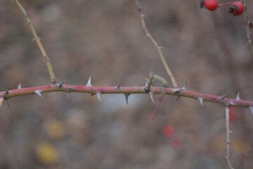 Autumn walks in the fields, the beauty of autumn nature.