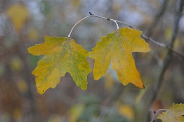 Autumn walks in the fields, the beauty of autumn nature.
