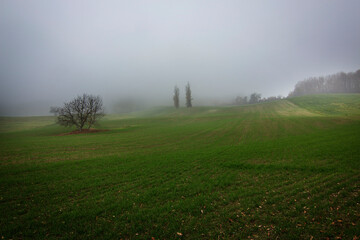 Autunno in collina con un cielo grigio e nebbioso