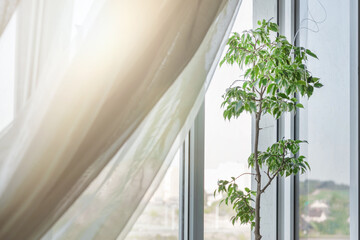 white transparent curtain hanging on window frame with house plant on windowsill