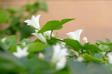 select focus white gourd flower with green leaf