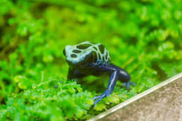 Blue Tropical Poison Dart Frog Sitting on Green Leaves. Wildlife Photography.