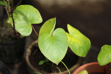 photos plants that were variegated from the garden due to lack of direct sunlight and many shades