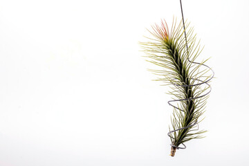 Close up Tillandsia  plant isolate on white background. Tillandsia plant commonly known as Airplants.