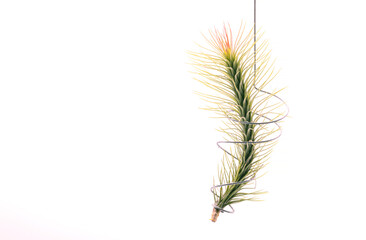 Fototapeta premium Close up Tillandsia plant isolate on white background. Tillandsia plant commonly known as Airplants.