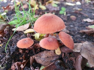 mushrooms in the forest © Adrian