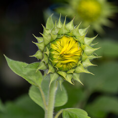 Young green sunflowers growing in the field. Blooming sunflower. Plant growing. Farm. Biology. Harvesting. Background image. Amazing nature.