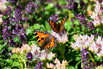 Two little fox butterflies on a flower