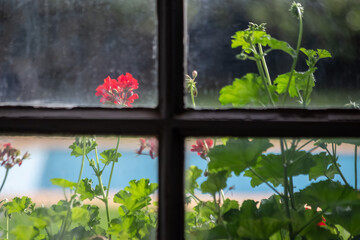 Flowers on the other side of the window. Decoration. Garden