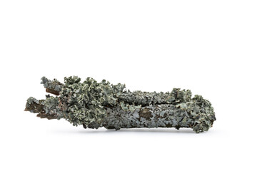 a piece of pine bark with lichen, isolate on a white background