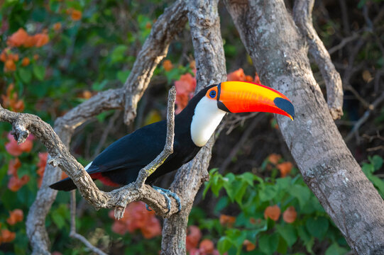 Toco toucan (Ramphastos toco), Pantanal, Mato Grosso do Sul, Brazil