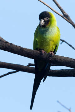 Nanday Parakeet (Aratinga nenday), Pantanal, Mato Grosso do Sul, Brazil