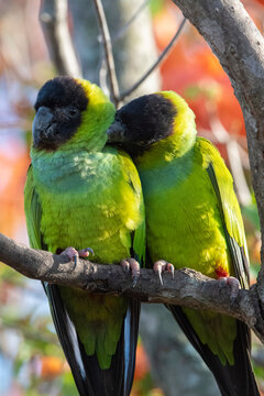 Nanday Parakeet (Aratinga nenday), Pantanal, Mato Grosso do Sul, Brazil