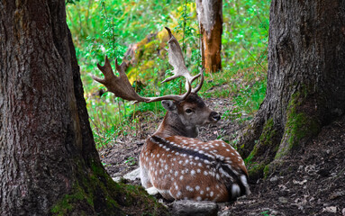 A fallow deer with large antlers lies between two trees in a forest