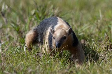 Southern tamandua (Tamandua tetradactyla), Pantanal, Mato Grosso do Sul, Brazil