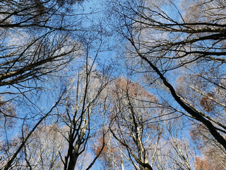 suggestiva vista di fronde di alberi secchi visti dal basso nel bosco