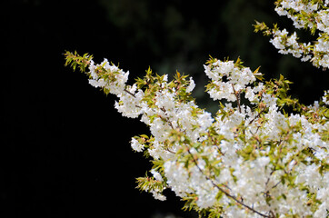 伊勢志摩　岩戸桜