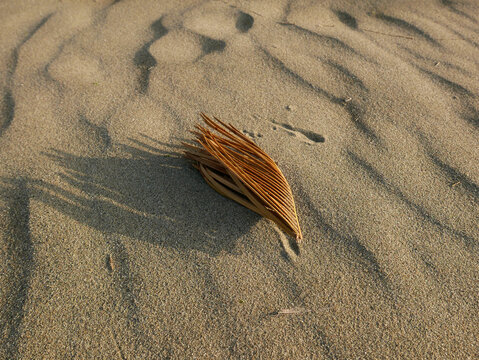 solitaria foglia aghiforme sulla sabbia al mare