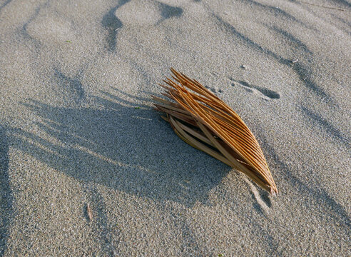 solitaria foglia aghiforme sulla sabbia al mare
