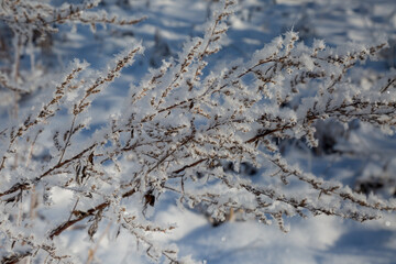 branches covered with snow