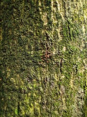 moss on the bark of tree