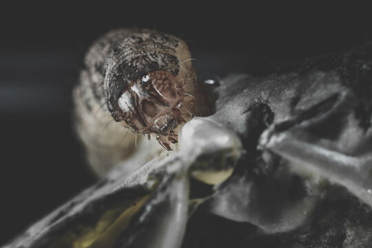 Closeup detailed shot of a nasty worm insect crawling