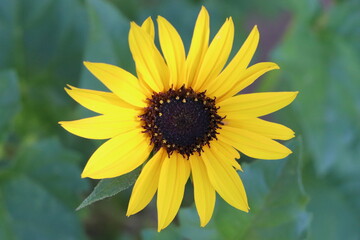 close-up yellow flower
