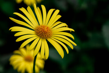 yellow flower in the garden