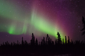 Naklejka premium Big Aurora over trees in Alaska.