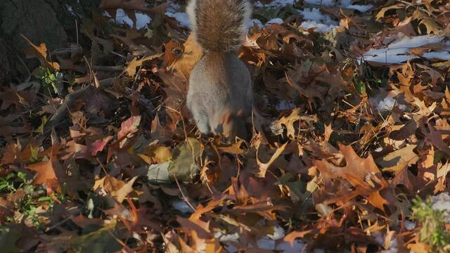 red squirrel is chasing food on brown leaf fall ground floor in central park nature background