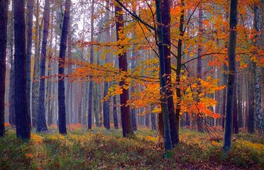autumn forest in the morning