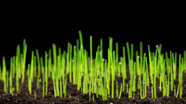 Fresh Green Grass Growing. Accelerated Wheat Plant Growing. Timelapse. 4K.