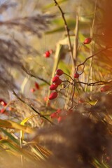 Hagebutte im Schilf
