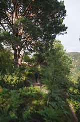 Hiker with backpaack walks through a lush tropical forest