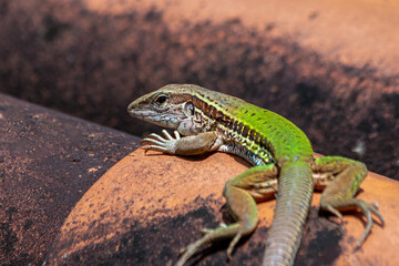 The Giant ameiva Also know as Ameiva ameiva on the roof. The green lizard from the Cerrado of central-eastern Brazil. Animals defender. Animal world. Biodiversity.Earthy species.