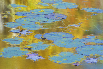463-96 Council Lake Lily Pads & Reflections, Hiawatha National Forest
