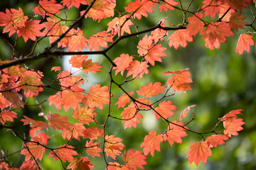Backlit maple tree leaves in autumnal shades