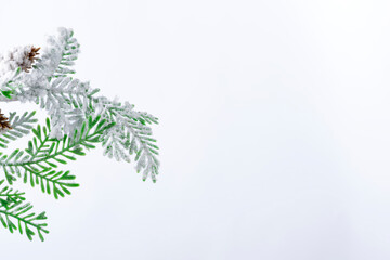 Fir tree branch with cones covered with snow on white background
