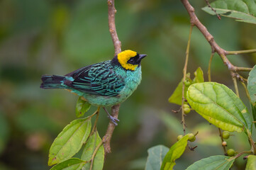 Tangara xanthocephala venusta