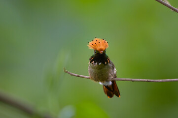 Lophornis stictolophus