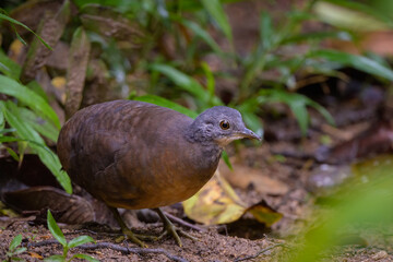 Crypturellus soui nigriceps