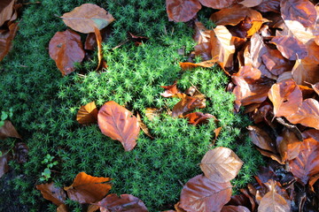 Nordpfad Zevener Geest im Herbst, Herbstwald, Widertonmoos (Polytrichum)