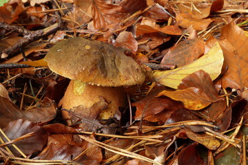 Borowik ceglastopory