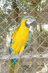 Blue and yellow macaw in a cage.