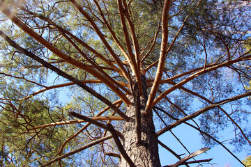 A look up at an old pine tree with outstretched branches in autumn time.