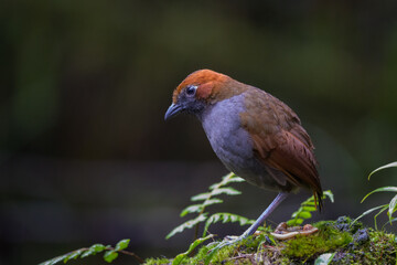 Grallaria nuchalis nuchalis