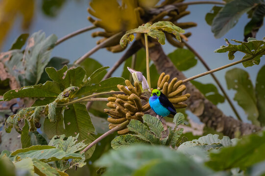 Tangara Chilensis Chilensis