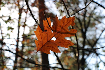 Nordpfad Zevener Geest im Herbst, Herbstwald 